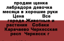 продам щенка лабрадора девочка 2 месяца в хорошие руки › Цена ­ 8 000 - Все города Животные и растения » Собаки   . Карачаево-Черкесская респ.,Черкесск г.
